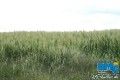 dueren_dmc_050606_997