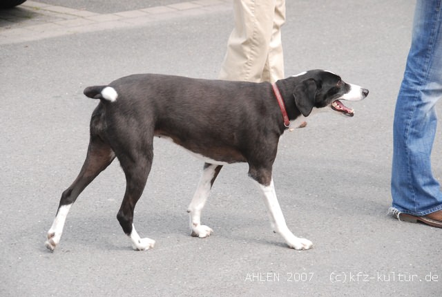 AHLEN_2007_5038