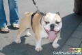 BMW_TREFFEN_100906_0826
